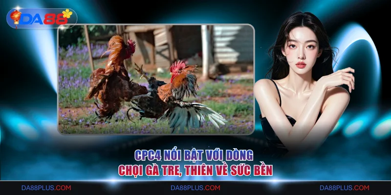CPC4 nổi bật với dòng chọi gà tre, thiên về sức bền