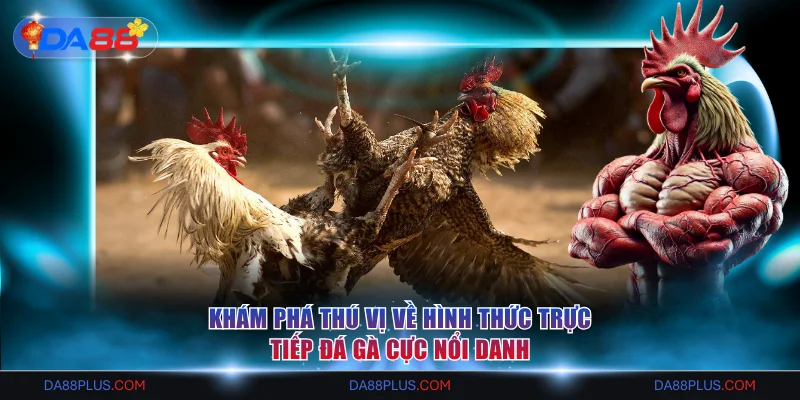 Khám phá thú vị về hình thức trực tiếp đá gà cực nổi danh