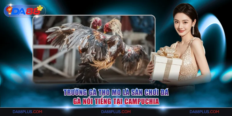 Trường gà tho mo là sân chơi đá gà nổi tiếng tại campuchia